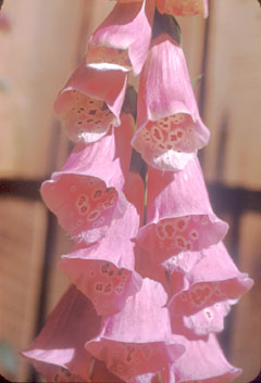 Beautiful flowers of foxglove, Digitalis purpurea