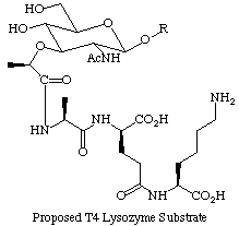 Proposed T4 Lysozyme Substrate