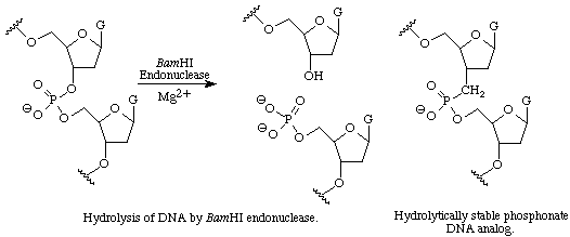 Hydrolysis of DNA and Phosphinate DNA Analog