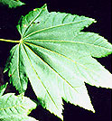Acer circinatum