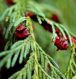 chamaecyparis nootkatensis cones
