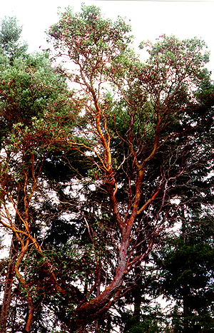 arbutus menziesii