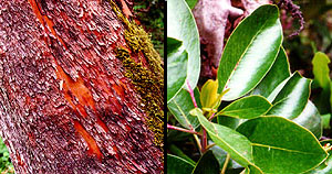 bark and leaves