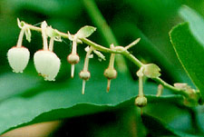 salal flowers