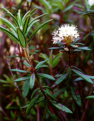 ledum groenlandicum