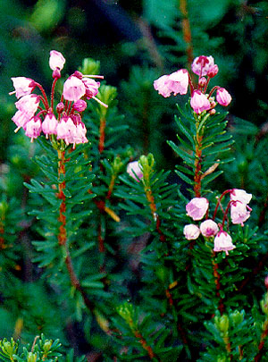 phyllodoce empetriformis