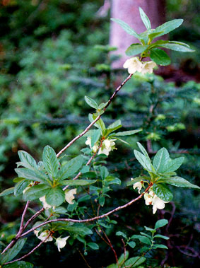 rhododendron albiflorum