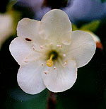 rhododendron albiflorum flower