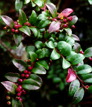 vaccinium ovatum