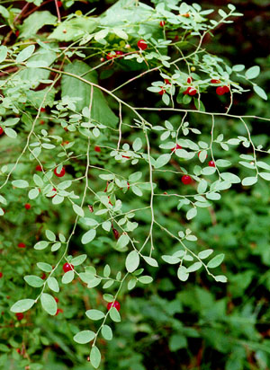 vaccinium parvifolium