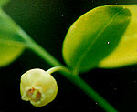 vaccinium parvifolium flower