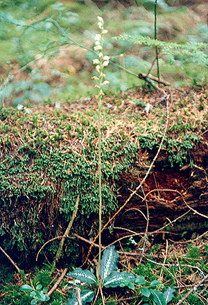 Goodyera_oblongifolia
