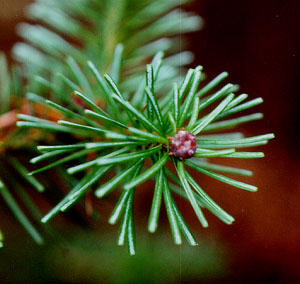 abies lasiocarpa needles