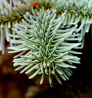 Abies procera needles