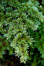 Tsuga mertensiana needles