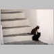 gatos_alpujarras.jpg