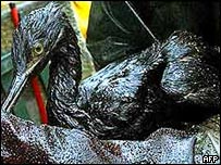 Oil covered sea bird